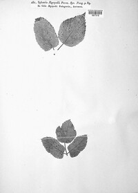 Mycosphaerella podagrariae image